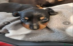 Miniature Dachshund dogs for sale: Boys ready now - Image 3