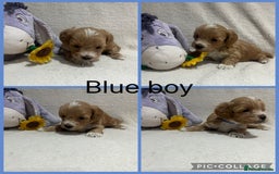 Maltipoo dogs for sale: Gorgeous Malshipoo - Image 2