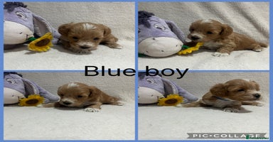 Maltipoo dogs - Advert 15