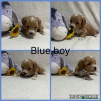Maltipoo dogs - Advert 2