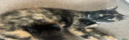 Mixed Breed cats for sale: Kittens mixed colours  - Advert 16