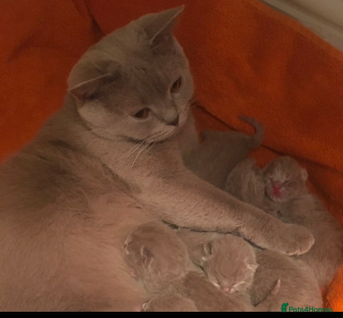 British Shorthair cats Pedigree British Shorthair lilac kittens  - Advert 2