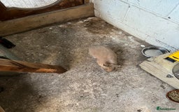 Netherland Dwarf rabbits for sale: Netherland dwarf bunny - Image 3