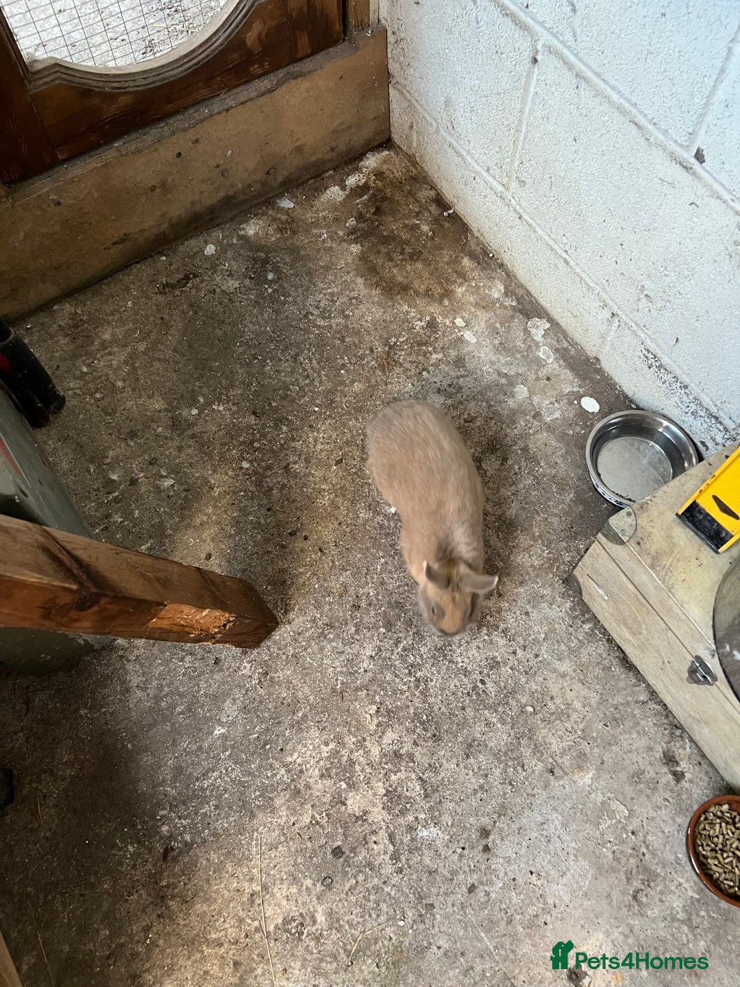 Netherland Dwarf rabbits for sale: Netherland dwarf bunny - Image 3