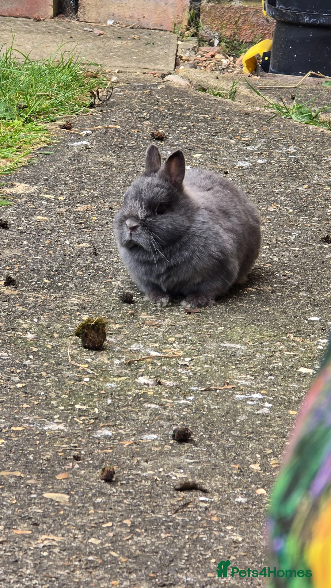 Netherland Dwarf rabbits for sale: Pure Netherland Dwarf for sale  in Dunstable - Advert 2