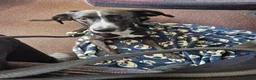 Mixed Breed dogs for sale: Whippet Lurcher in Bury Saint Edmunds - Advert 1