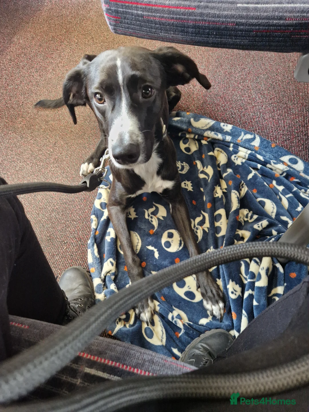 Mixed Breed dogs for sale: Whippet Lurcher in Bury Saint Edmunds - Advert 1