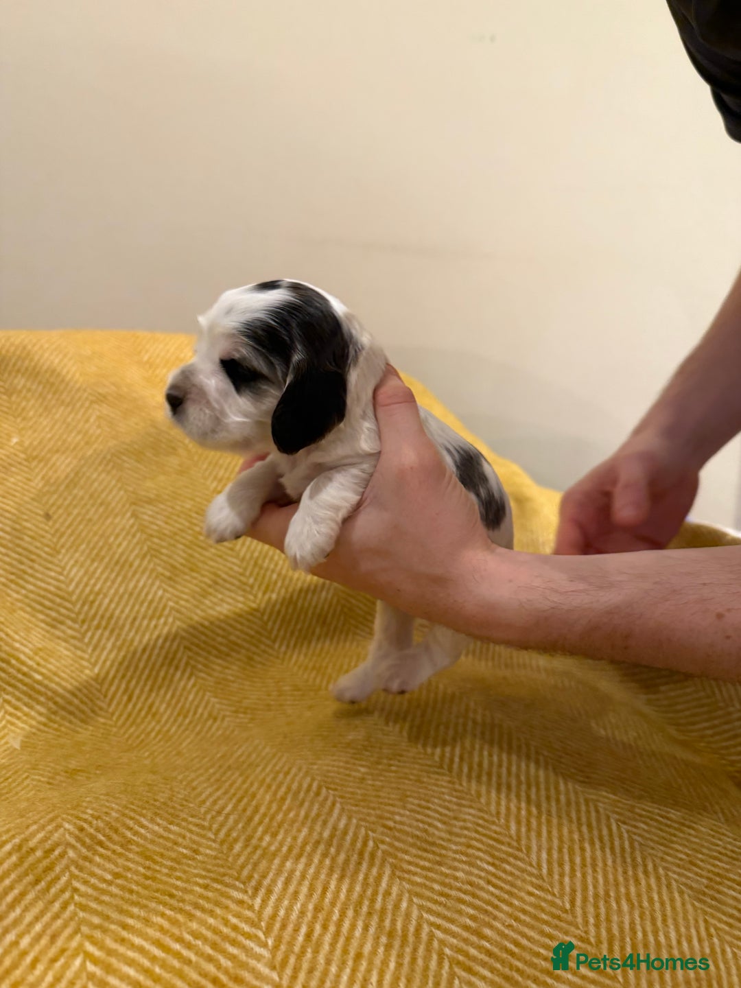 Cocker Spaniel dogs for sale: Stunning Show Cocker Spaniel litter  - Advert 8