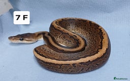 Python Snake reptiles for sale: Royal Python Morph Hatchling's Female - Image 13