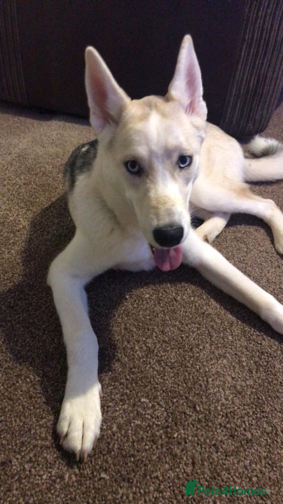 Siberian Husky dogs for sale: 3 huskies aged 6 months needing homes! - Image 5