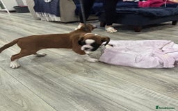 Boxer dogs for sale: KCR pups for sale  - Image 13
