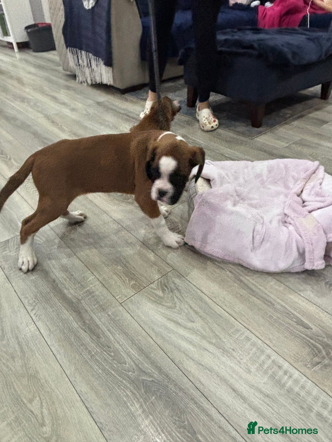 Boxer dogs for sale: KCR pups for sale  - Image 13