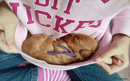 Cockapoo dogs for sale: Naturally-reared Red/Apricot F1b Cockapoos - Image 2