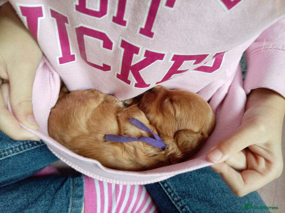 Cockapoo dogs for sale: Naturally-reared Red/Apricot F1b Cockapoos - Image 2