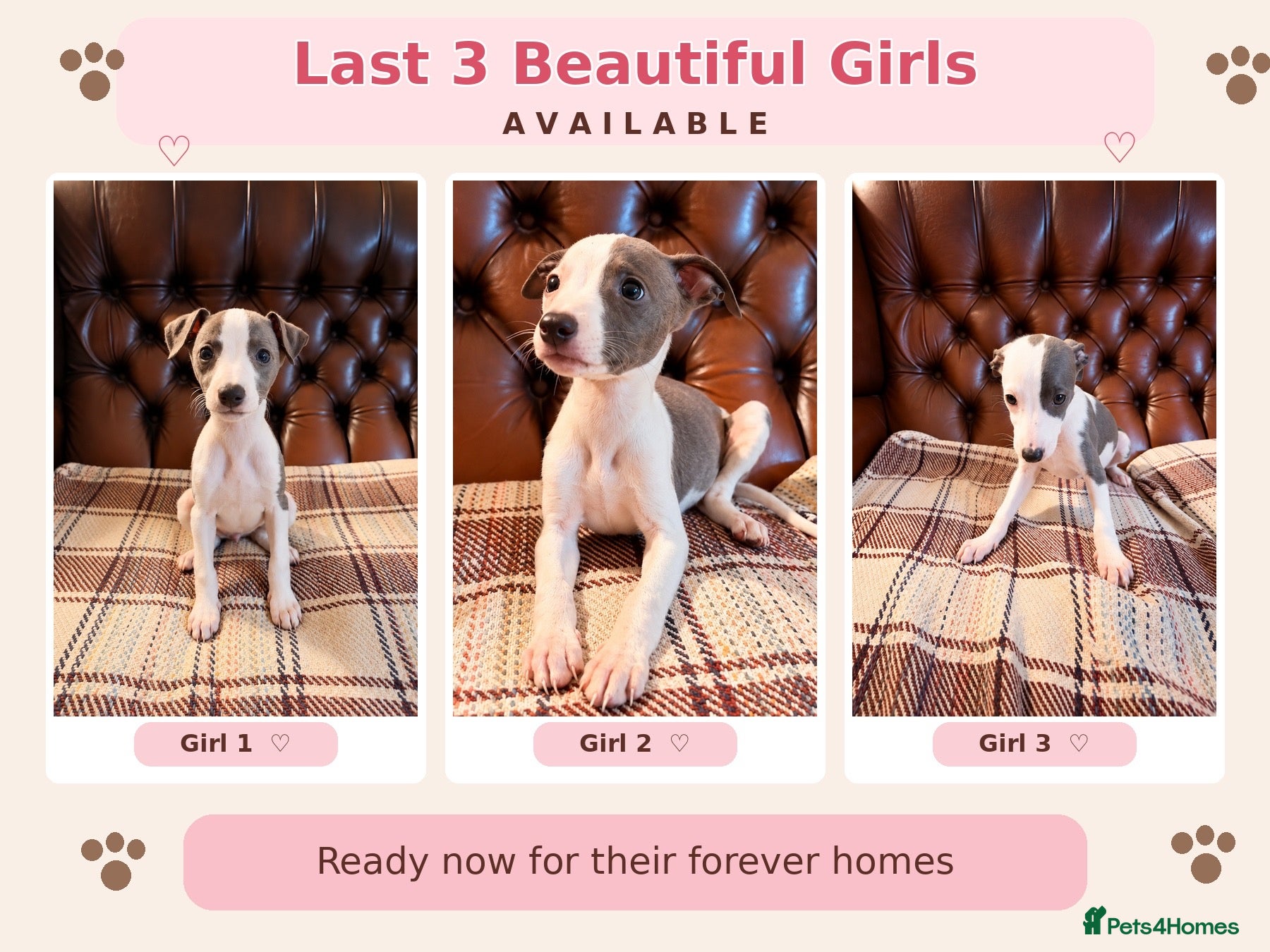 Whippet dogs ✨ EXCEPTIONAL PEDIGREE WHIPPETS  - Advert 1