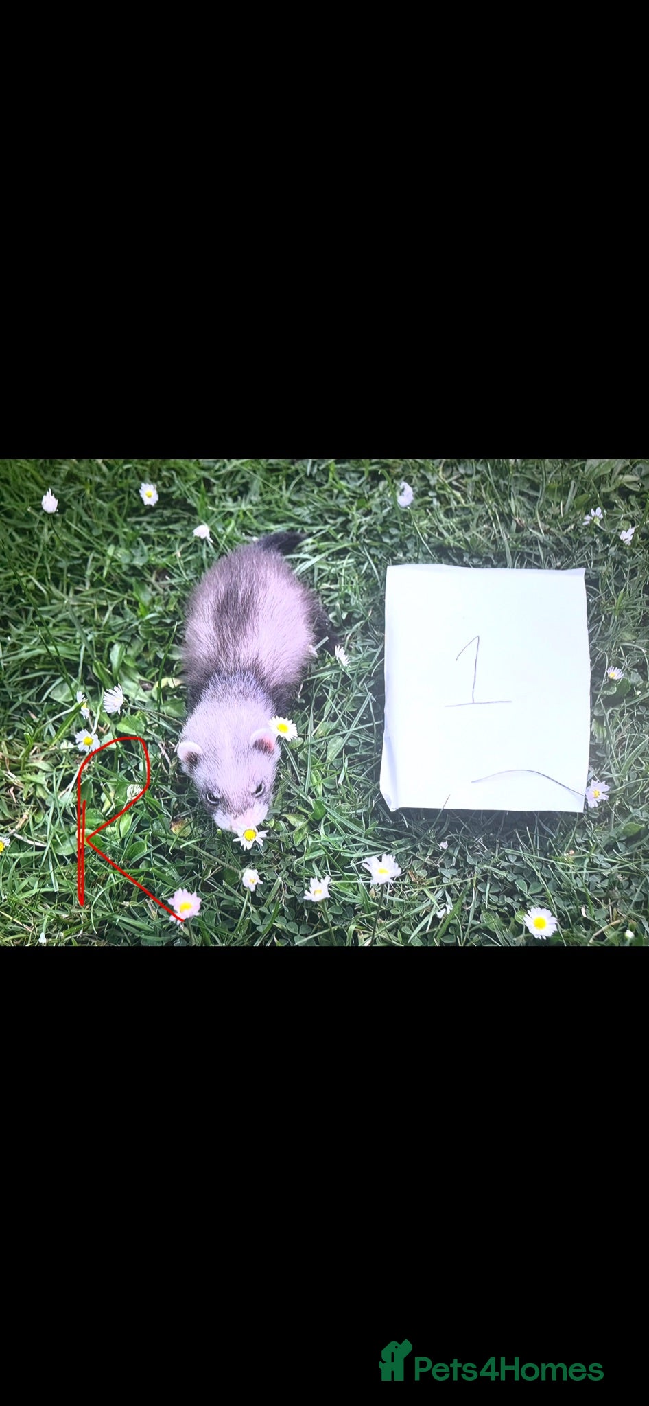 Ferret rodents £60 each Baby ferrets looking for forever homes🏡 - Advert 15