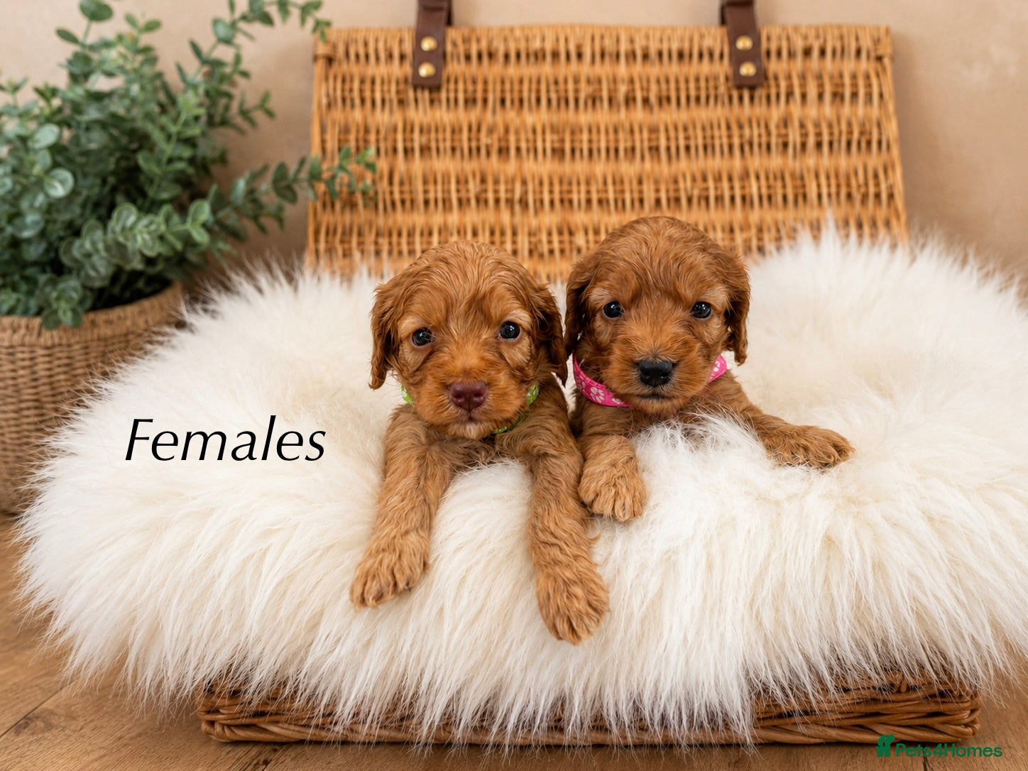 Cockapoo dogs 🐶✨Exceptional F1 Miniature Cockapoo ✨🐶 - Advert 2