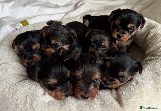 Yorkshire Terrier dogs Yorkshire Terrier Puppies for sale - Advert 16