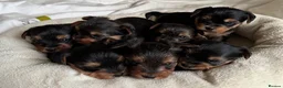 Yorkshire Terrier dogs for sale: Yorkshire Terrier Puppies for sale - Advert 1