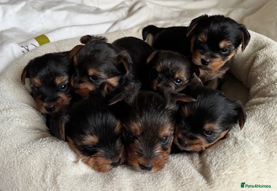 Yorkshire Terrier dogs for sale: Yorkshire Terrier Puppies for sale - Advert 1