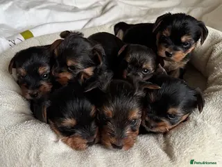 Yorkshire Terrier dogs Yorkshire Terrier Puppies for sale - Advert 16