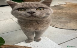 British Shorthair cats for sale: Beautiful lilac British shorthair male  - Image 2