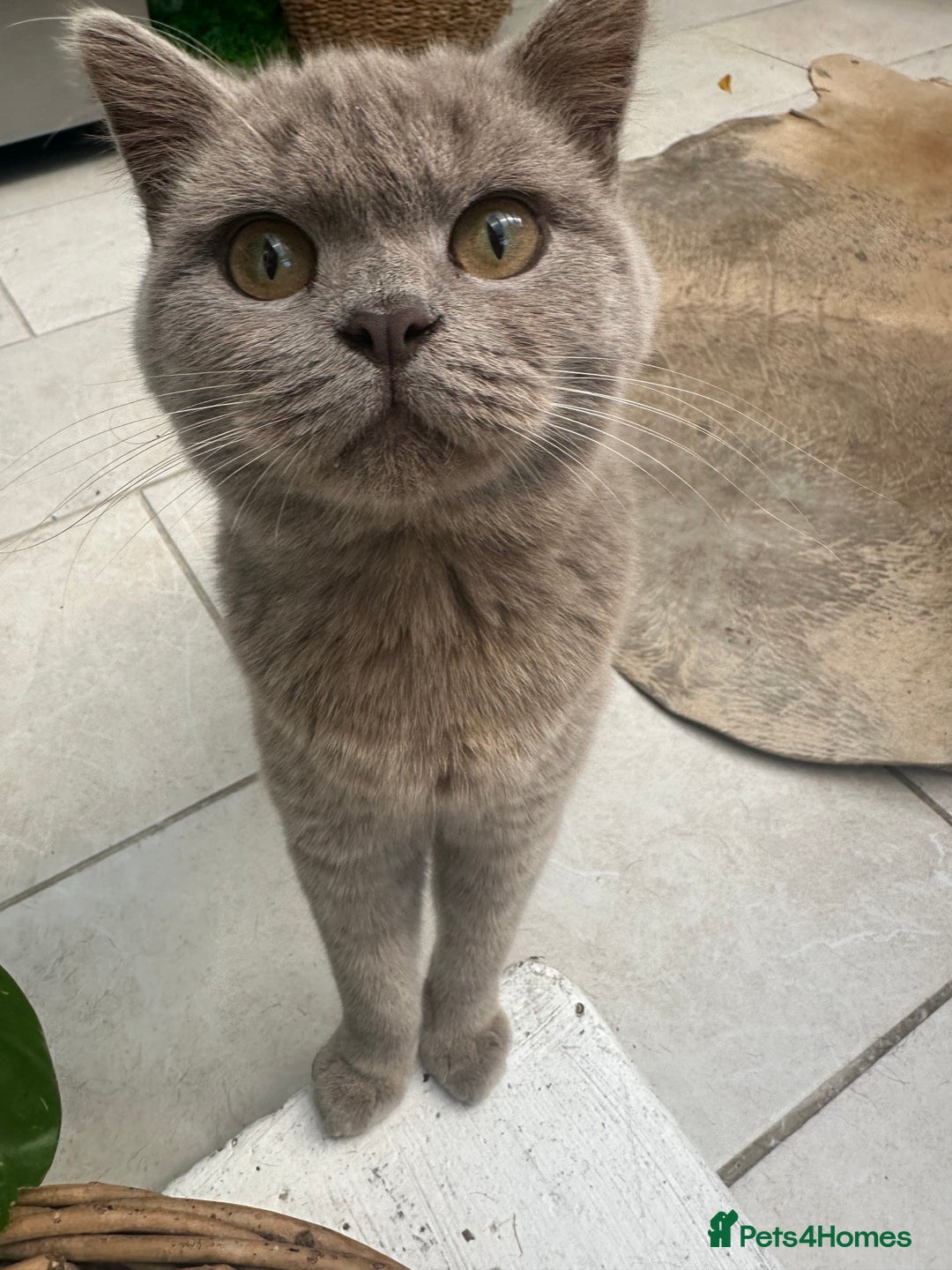 British Shorthair cats for sale: Beautiful lilac British shorthair male  - Image 2