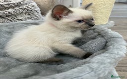 Ragdoll cats for sale: 3 fluffy fluff balls of Ragdoll… 07508 297567 - Image 13