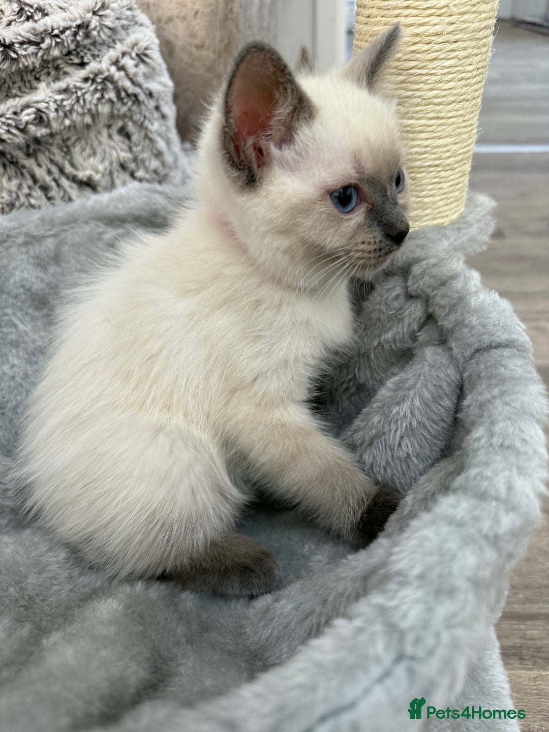 Ragdoll cats for sale: 3 fluffy fluff balls of Ragdoll… 07508 297567 - Image 13
