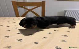 Miniature Dachshund dogs for sale: KC, PRA Clear Miniature Dachshund Puppies - Image 5