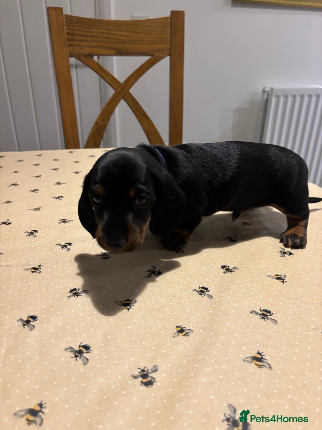 Miniature Dachshund dogs for sale: KC, PRA Clear Miniature Dachshund Puppies - Image 5