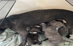 Staffordshire Bull Terrier dogs for sale: Blue staffy pups - Image 6