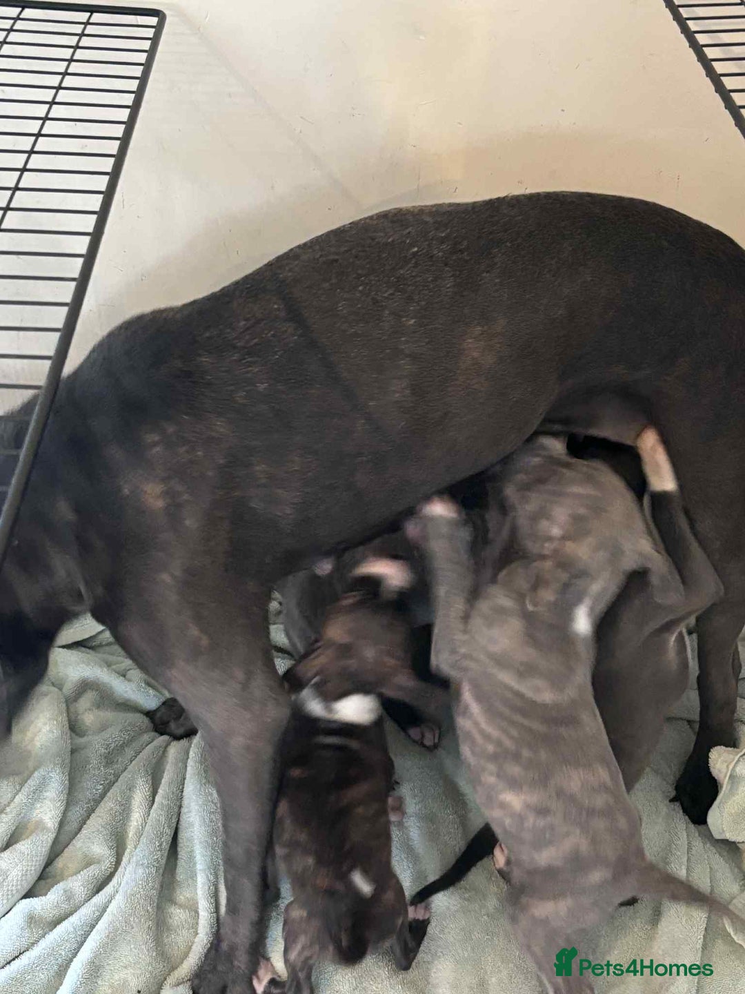 Staffordshire Bull Terrier dogs for sale: Blue staffy pups - Image 6