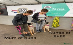 Belgian Shepherd Dog dogs for sale: Top working line puppies  - Image 14