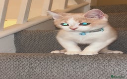 Mixed Breed cats for sale: Beautiful little boy - Image 9