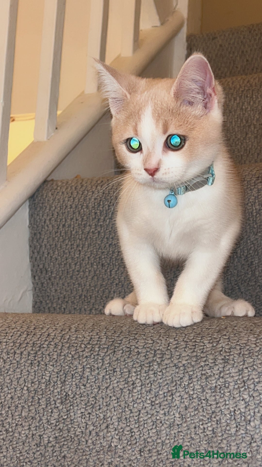Mixed Breed cats for sale: Beautiful little boy - Image 9