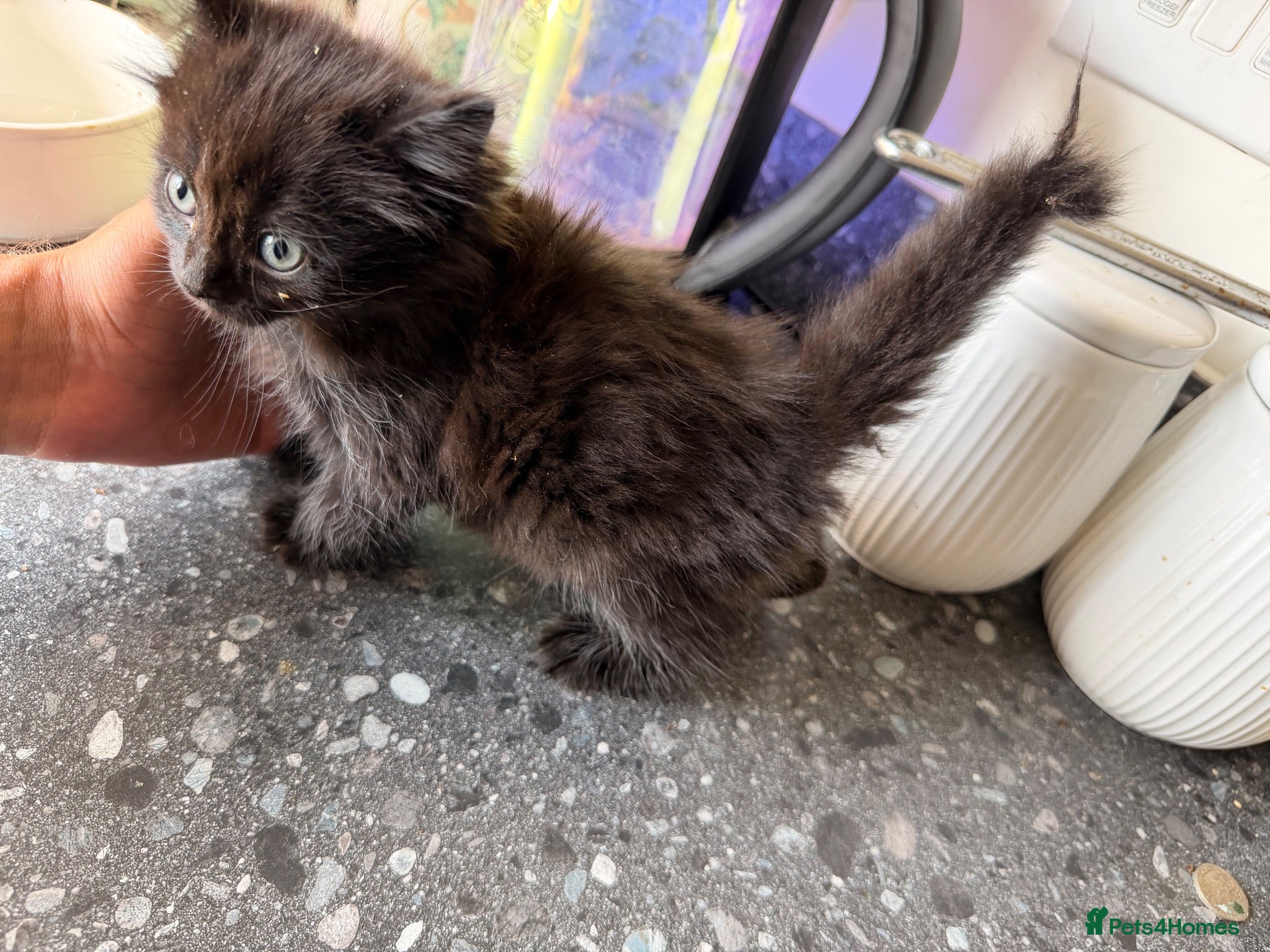 Mixed Breed cats 3 kittens for sale  - Advert 15