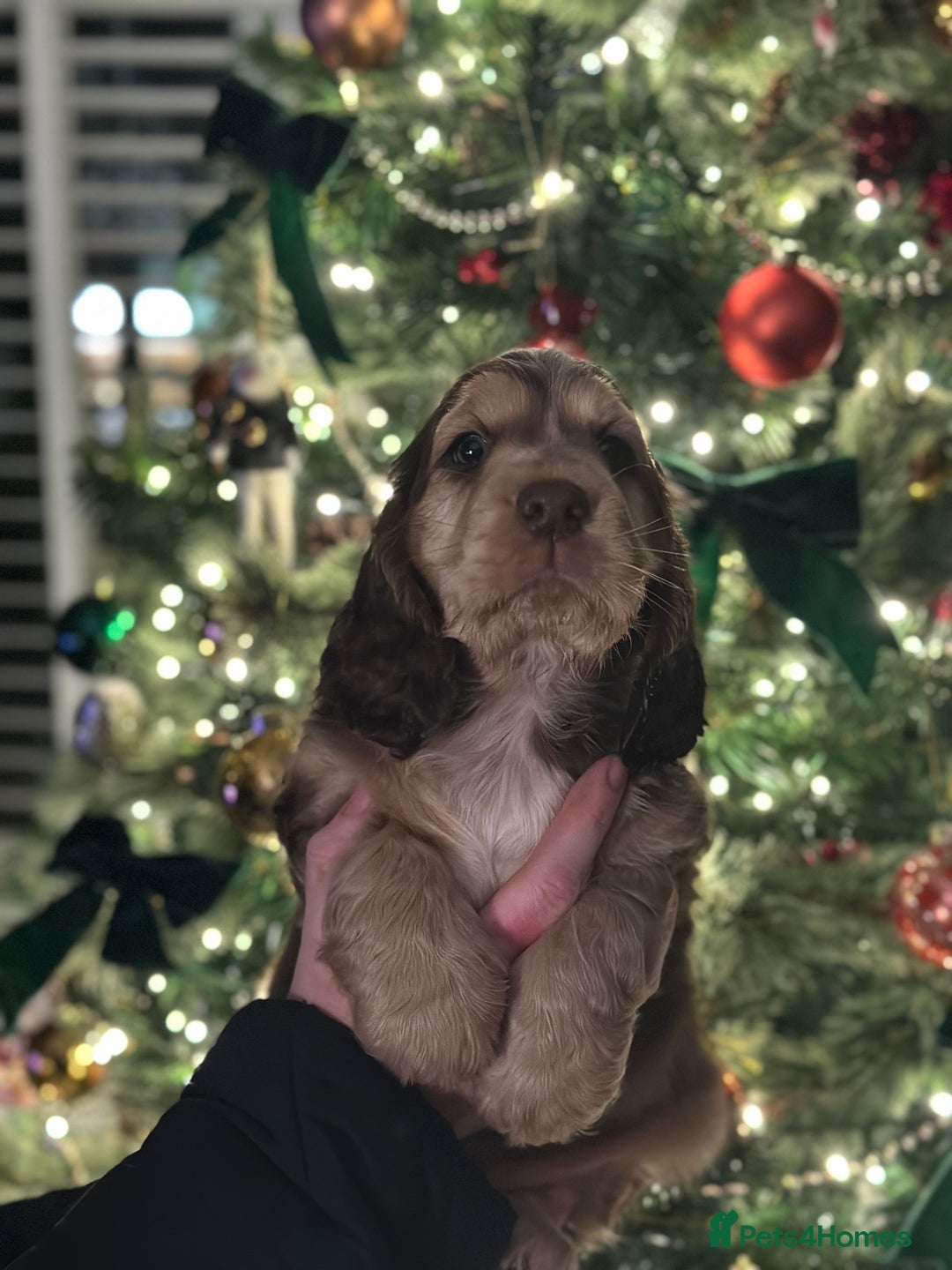 Cocker Spaniel dogs for sale: Beautiful Cocker spaniel pups ready this weekend - Advert 8