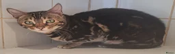 Bengal cats for sale: Tica Bengal Chocolate Marbled April speyed female - Advert 2