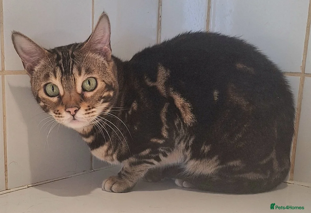 Bengal cats for sale: Tica Bengal Chocolate Marbled April speyed female - Advert 2