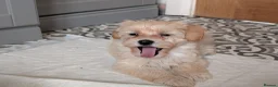 Maltipoo dogs for sale: Stunning Maltipoo puppies for loving homes - Advert 7