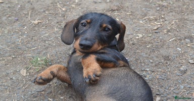 Miniature Dachshund dogs in Stowmarket - Advert 5