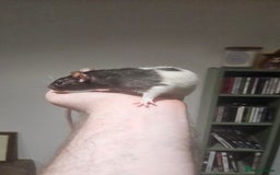 Rat rodents for sale: FREE DUMBO RATS + CAGE - Image 6