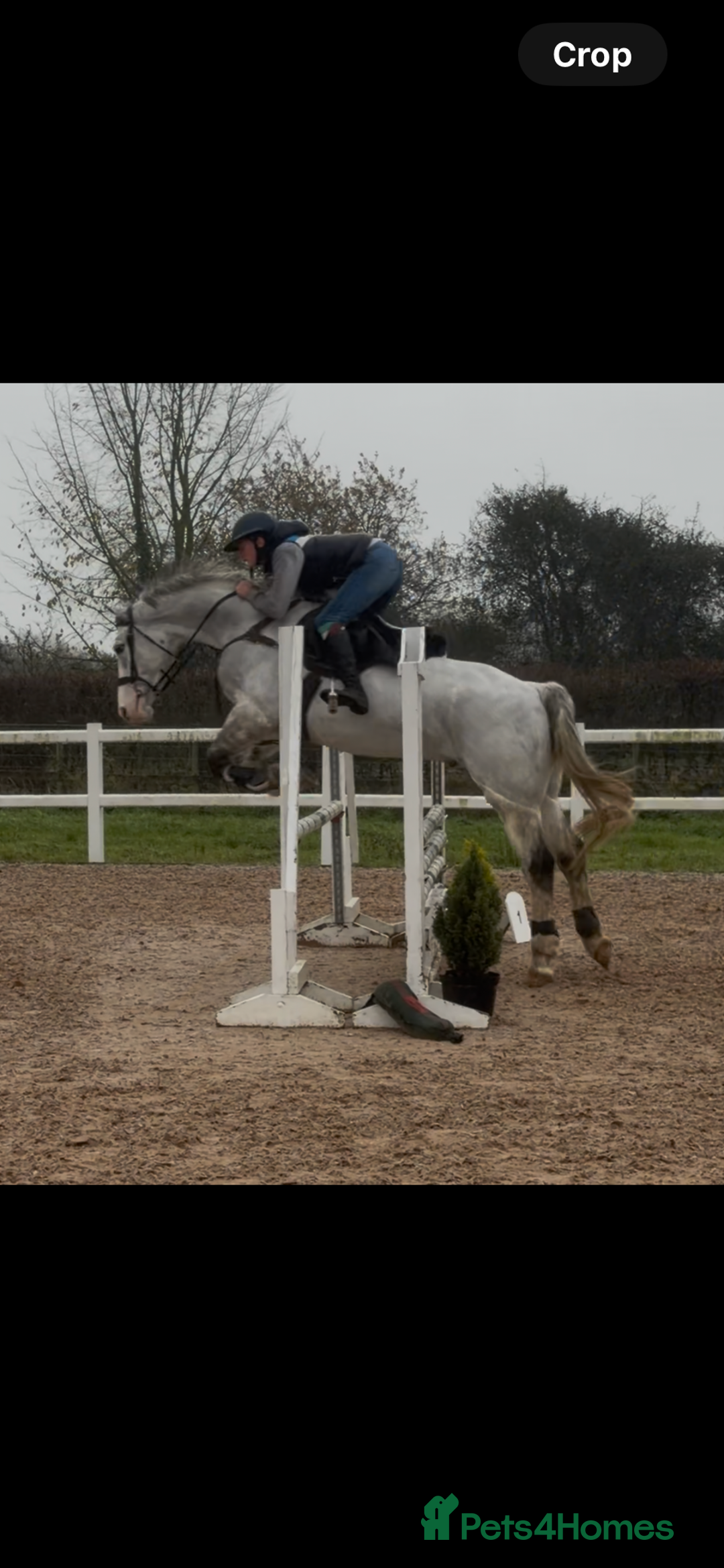 Irish Sports horses for sale: Perfect Paul Irish Gelding  - Advert 4