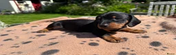 Miniature Dachshund dogs for sale: Four miniature dachshund puppies left  (Scotland) - Advert 9