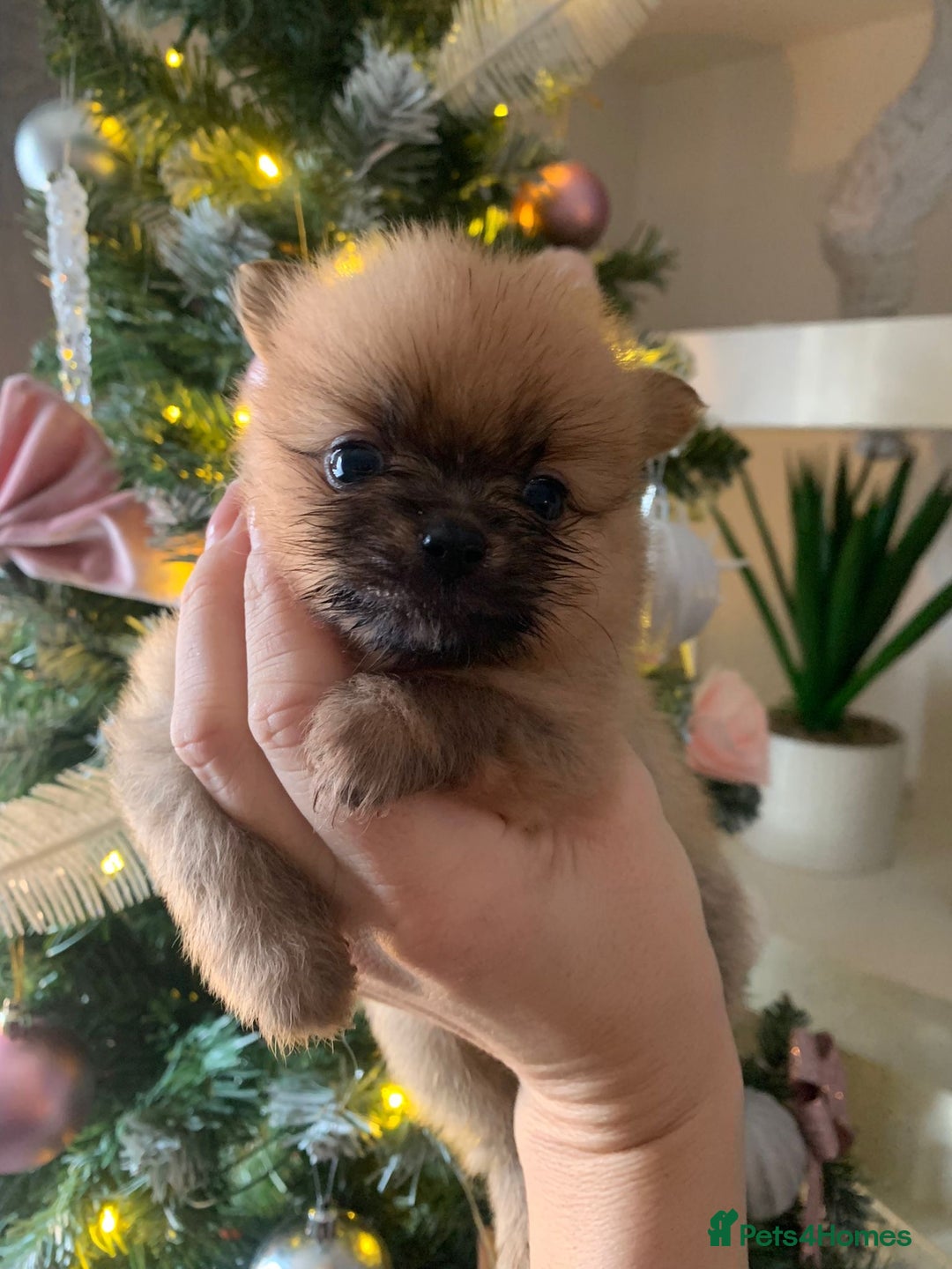 Pomeranian dogs for sale: Pomeranian puppies   - Advert 11