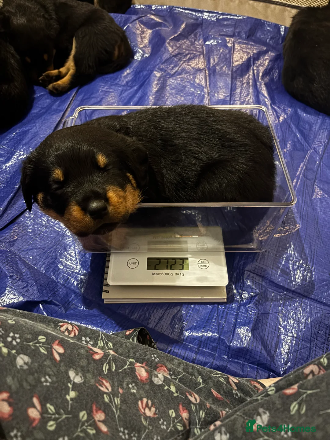 Rottweiler dogs for sale: Rottweiler puppy ONE girl left  - Advert 12