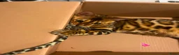 Bengal cats for sale: Stunning Female Bengal, Neutered, Full Pedigree in London - Advert 2