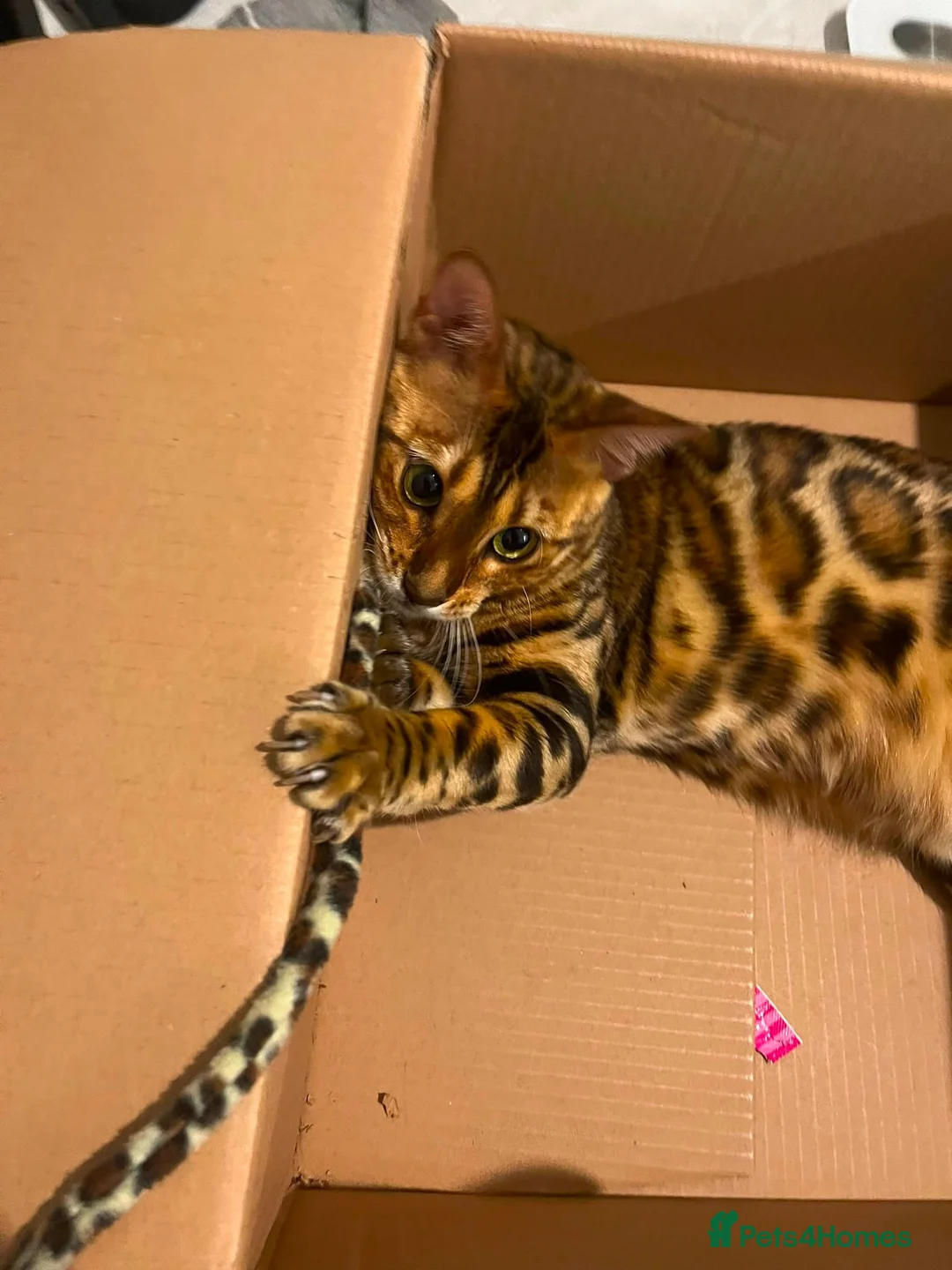 Bengal cats for sale: Stunning Female Bengal, Neutered, Full Pedigree in London - Advert 2
