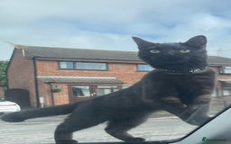 Mixed Breed cats for sale: 4 beautiful kittens ready now  - Advert 6